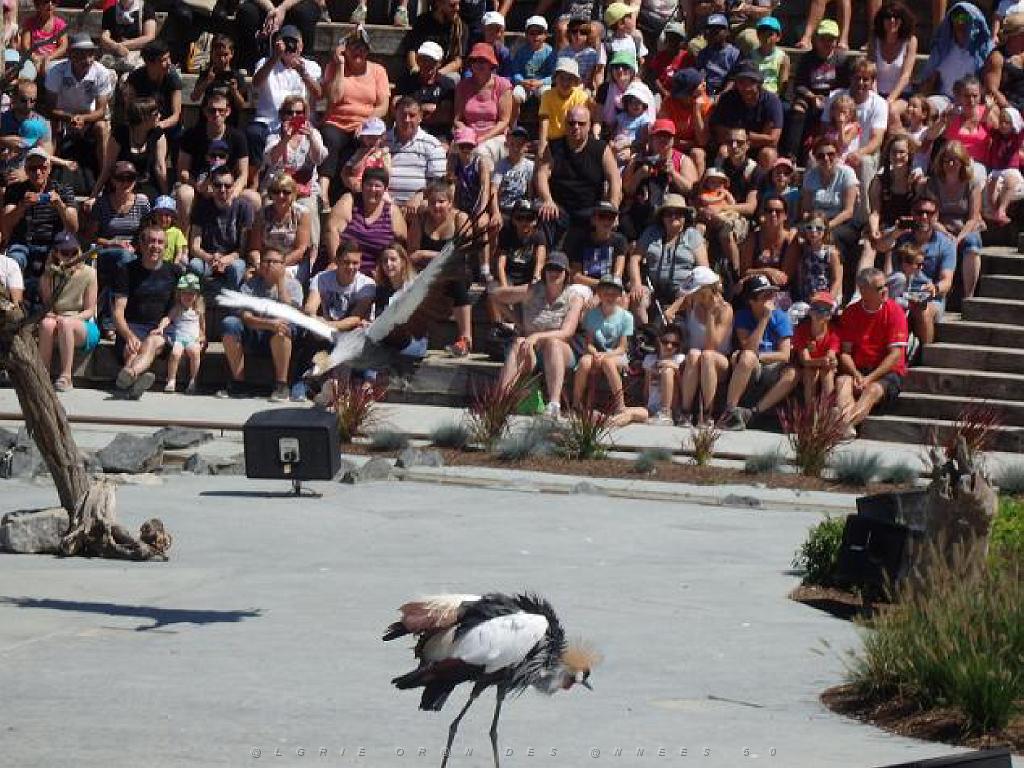 101PARC AUX OISEAUX DANS L AIN 2016 3_000037.jpg